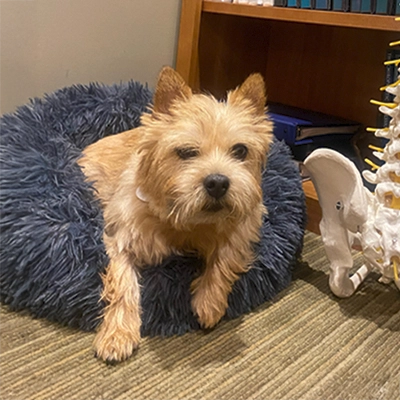A small dog resting comfortably in a fluffy round pet bed next to a partial view of a spine model.